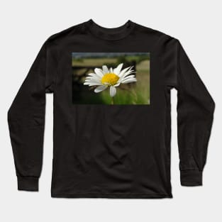 Ox Eye Daisy Long Sleeve T-Shirt